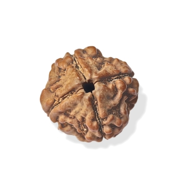 Rudraksha - Rudraksza 4 twarzy (Mukhi)